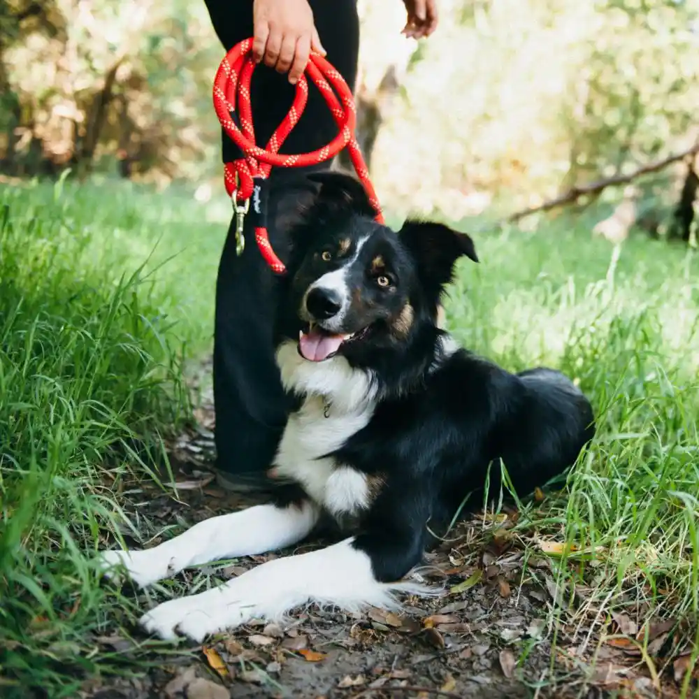Zippy Paws Original Climbers Leash 6' Teal