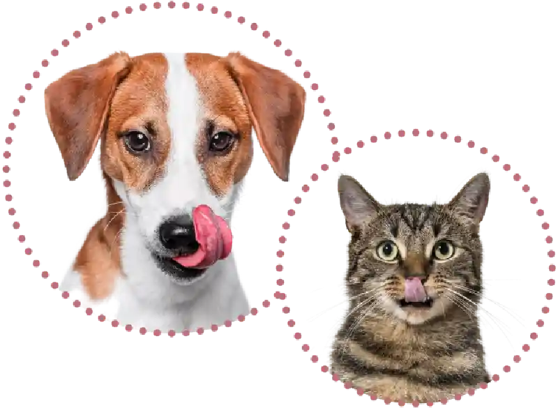 Wholistic Pet Orgncs Digest-All + 2-oz