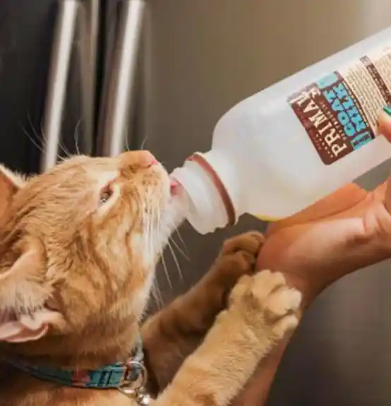 Primal Pet Foods Goat's Milk 32-oz