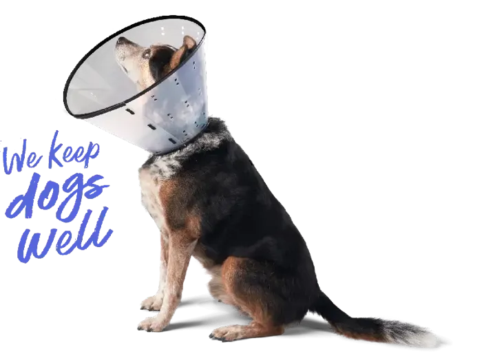 Dogswell E-collar Clear X-Large